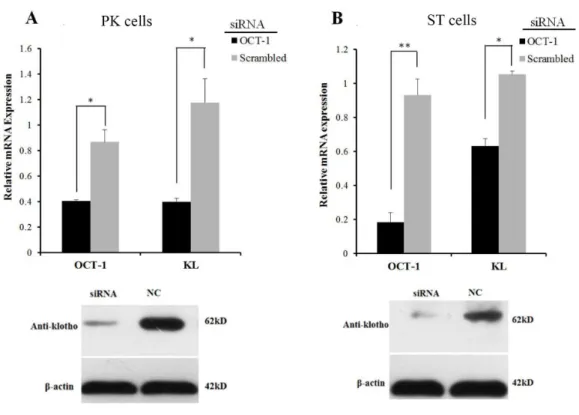 Figure 3 OCT-1 up-regulated KL expression by RNAi. (A) PK cells were treated with 2 µ l OCT-1 siRNA and 2 µ l NC for 24 h