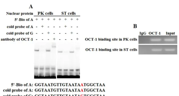 Figure 4 Binding of OCT-1 with KL intron 1 was analyzed by EMSA and ChIP. (A) The probe was incubated with nuclear extract in the absence or presence of 100-fold excess of various competitor probes (mutant or non-labeled probe) or anti-OCT-1