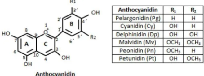 Figure 1. The flavylium cation (Mazza and Miniati, 1993) 