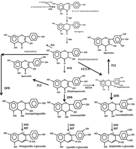 Figure 2. Anthocyanin biosinthesys pathway via the shikimic acid pathway (Holton and  Cornish, 1995) 