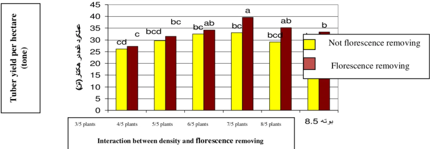 Figure 1. Interactional effect of density and florescence removing on tuber yield per hectare   In  density  of  6/5  plants  per  square  meter,  plants 