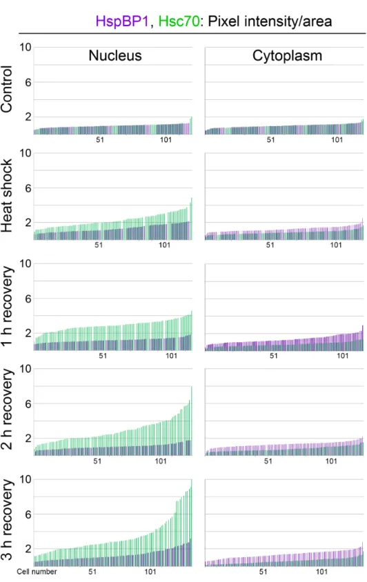 Figure 3 Single-cell analysis reveals subcellular changes in the pixel intensity/area for HspBP1 (purple) and hsc70 (green) in individual cells