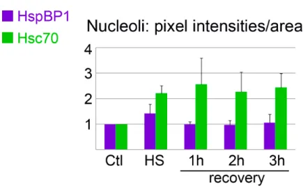 Figure 6 Nucleolar association of HspBP1 and hsc70 under control, heat shock and recovery condi- condi-tions