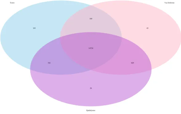 Figure 2 Venn Diagram of transcript matches between the three reproductive tissues to ncRNA se- se-quences in Mus musculus