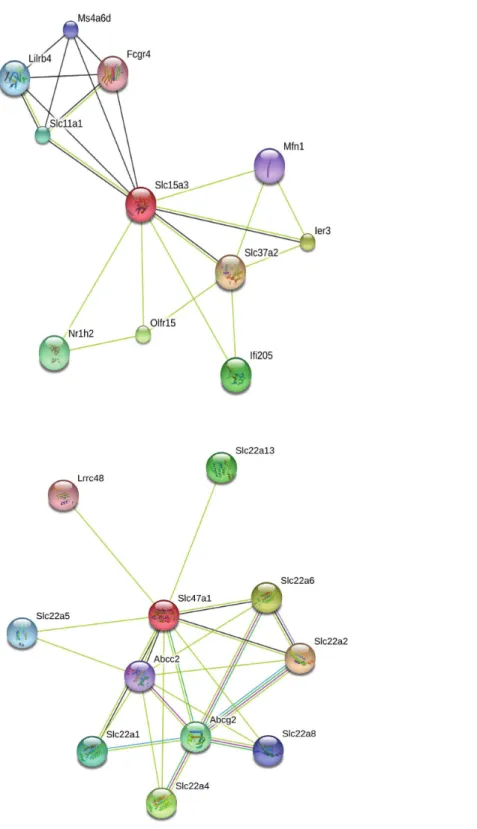 Figure 4 STRING diagrams of protein interactions for two proteins evolving under a model of positive selection in P