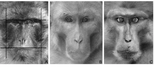Figure 1 Macaque faces. (A) An example illustrating how fWHR was calculated from images (Barbary macaque)