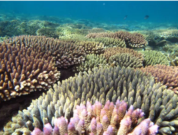 Figure 2 Image showing a typical shallow water reef in the Keppel Island archipelago, dominated by Acropora millepora