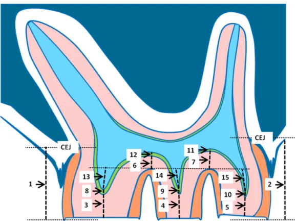 Figure 2 Schematic drawing of a parasagittal section of a rat molar. The measured parameters are indi- indi-cated