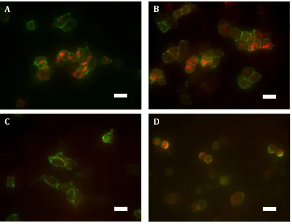 Figure 3 Immunocytochemistry staining of HA-tagged receptors in transiently-expressing cells