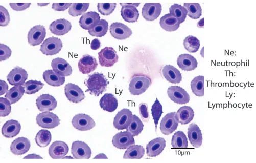 Figure 1 Blood smear illustrating the different cell types (Wright-Giemsa stain, 1000X).