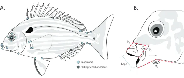 Figure 2 (A) Placement of homologous landmarks (light circles) and sliding semi-landmarks (dark circles)