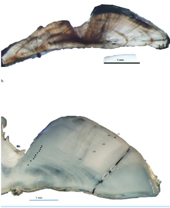 Figure 3 Dorso-ventral section from otolith of schoolmaster (Lutjanus apodus): (A) 245 mm TL, age 3 yrs, and (B) 440 mm TL, age 42 yrs