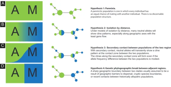 Figure 1 Schematics of four models. Schematics of four models of haplotype frequency distribution and haplotype networks that are expected to result from the scenarios involving panmixia (A),  isolation-by-distance (B), secondary contact (C) and phylogeogr