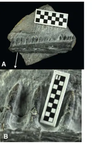 Figure 2 Specimen USNM 559349, partial ichthyopterygian jaw cf. Utatsusaurus . (A) Complete specimen, in labial view, anterior to the left