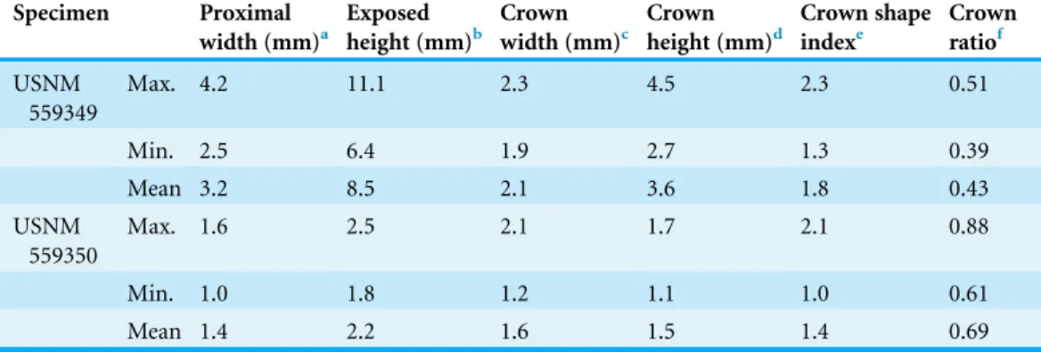 Table 1 Summarized tooth measurements from USNM 559349 and USNM 559350. All measurements in mm except for shape index and crown ratio, which are ratios.