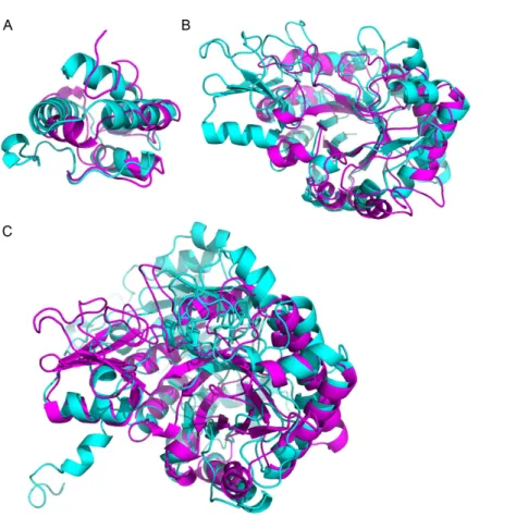 Figure 3 Superimposition of proteins that have significant structural homology. Structural homol- homol-ogy has been detected using ProBiS, and confirmed using FATCAT