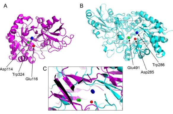 Figure 4 Active site residues in the chitinase and β-D-glucan exohydrolase. (A) Glu116 (red), Asp114 (green), Trp324 (blue) in chitinase (PDBid:3AQU)