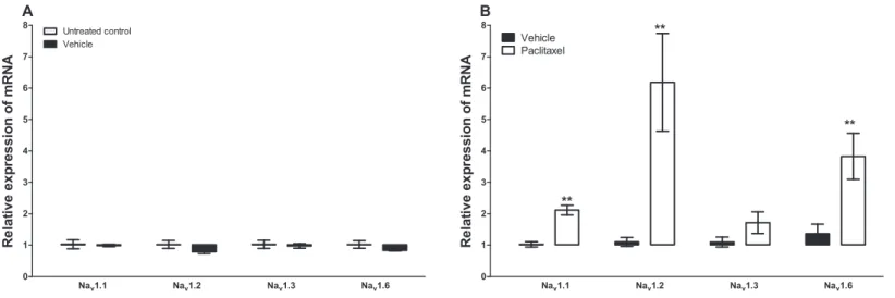 Figure 1 Effects of paclitaxel on sodium channel alpha subunits transcript levels in the anterior cingulate cortex (ACC)