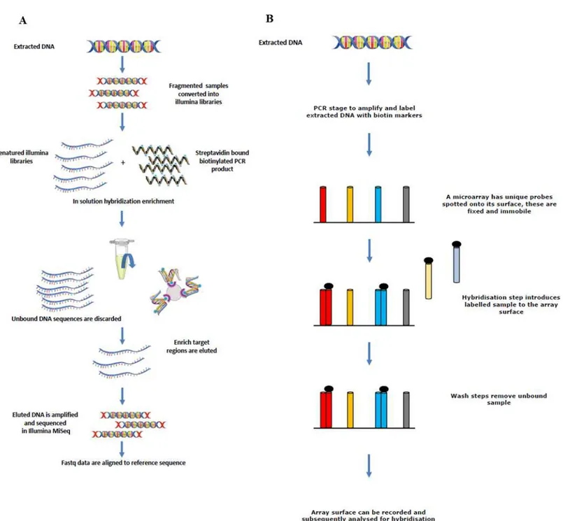Figure 1 Sequence showing how extracted DNA is used for sequence enrichment capture (A) and microarray hybridisation (B).