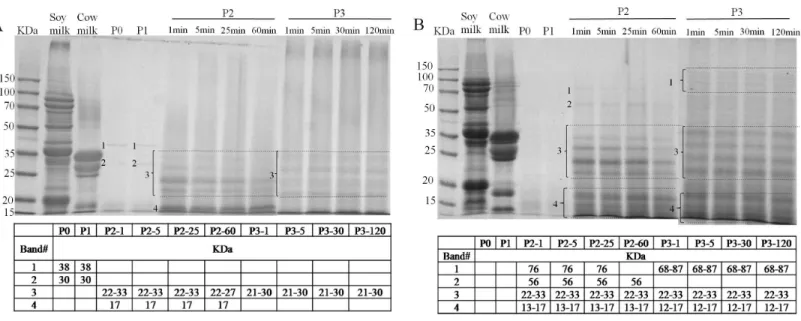 Figure 6 Sodium dodecyl sulfate polyacrylamide gel electrophoresis (SDS-PAGE) analysis of digested samples before the GIS digestion (P0), during buccal (P1), gastric (1 min: P2-1, 5 min: P2-5, 25 min: P2-25, 60 min: P2-60) and duodenal (1 min: P3-1, 5 min:
