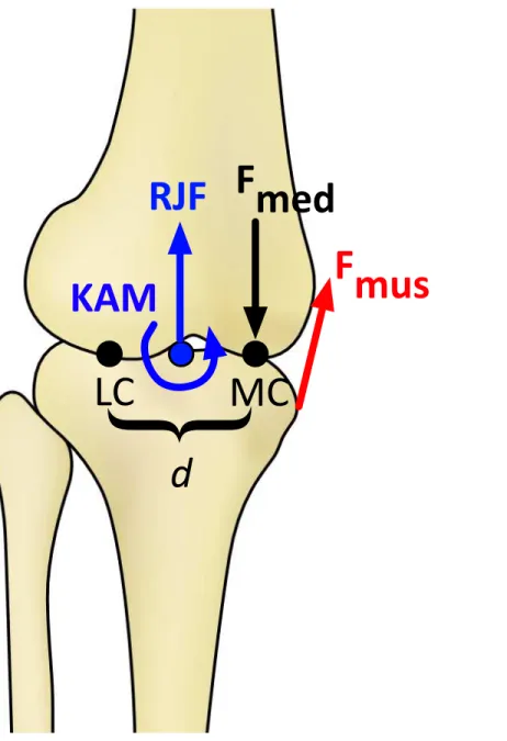 Figure 1 Schematic of the knee model in the frontal plane for calculating the medial knee joint con- con-tact force (F med )