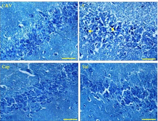 Figure 7. Photographs show the histological changes (TB staining) of the cells of CA1 regions in the hippocampus of control (C), vehicle  (V),  Alzheimer  (A)  and  Alzheimer-treated  (Cap  and  Val)  groups  at  the  termination  of  experiment