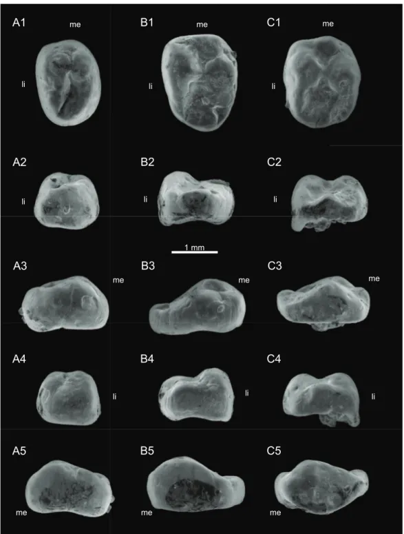 Figure 5 SEM photographs of Theroteinus rosieriensis lower molariforms. (A) RBINS.RAS 62 FW, right; (B) RBINS.RAS 74 FW, right; (C) RBINS.RAS 77 FW, right