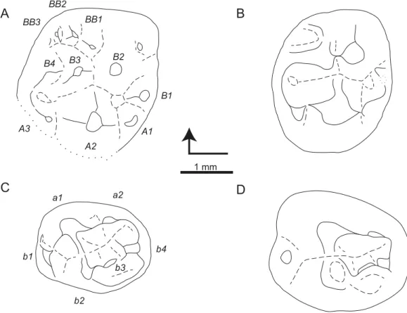 Figure 6 Sketch drawings of Theroteinus rosieriensis molariforms in occlusal views. (A) MNHN.F.