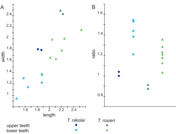 Figure 7 Scatterplots of Theroteinus specimens from Saint-Nicolas-de-Port according to (A) length, width (in mm) and (B) length/width ratio (measurements in Table 1).