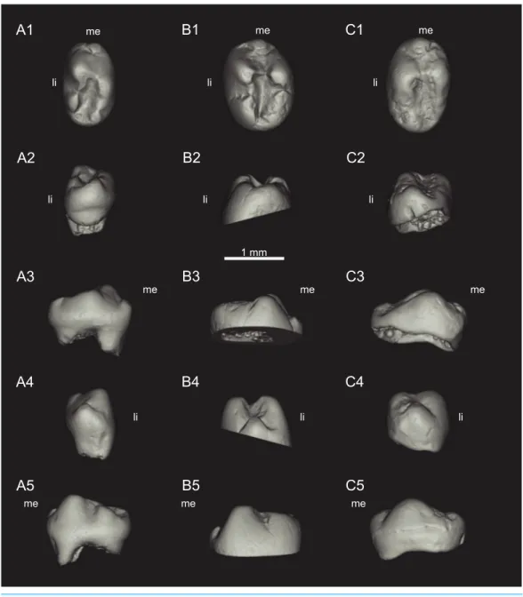 Figure 2 Views of CT-scan reconstructions of Theroteinus nikolai lower molariforms. (A) MNHN.F.