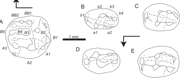 Figure 3 Sketch drawings of Theroteinus nikolai molariforms in occlusal views. (A) MNHN.F.SNP 78 W, right upper, holotype; (B) MNHN.F.SNP 61 W, right lower; (C) MNHN.F.SNP 366 W, right lower;