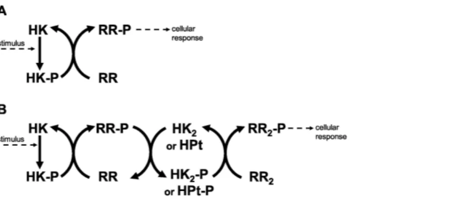 Figure 1 Two component systems. (A) Prototypical two component system with one phosphotransfer step between HK and RR
