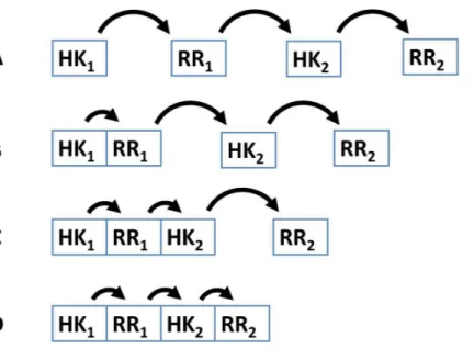 Figure 2 Four different patterns of covalent linkage between the protein domains involved in phos- phos-phorelays