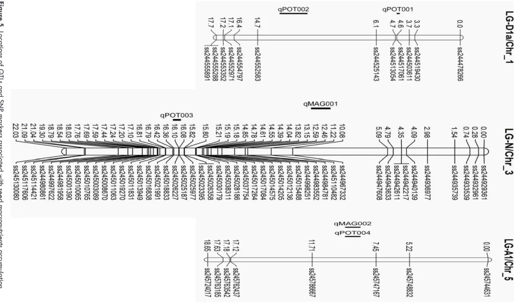 Figur e 5.  Locations of  Q TLs and SNP mar kers associated with seed macr onutrients accum ulation.