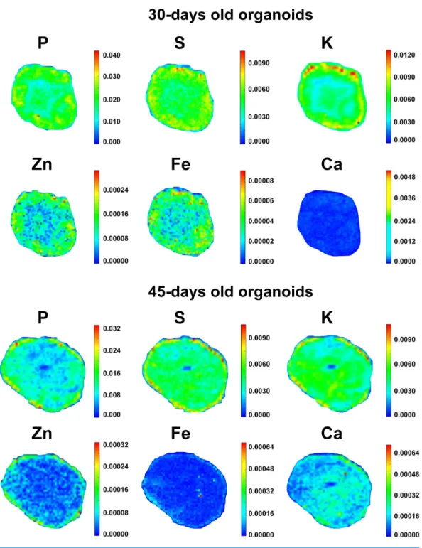 Figure 4 Elemental distribution in cerebral organoids. Representative color gradient heat maps of 30 and 45-days old cerebral organoids