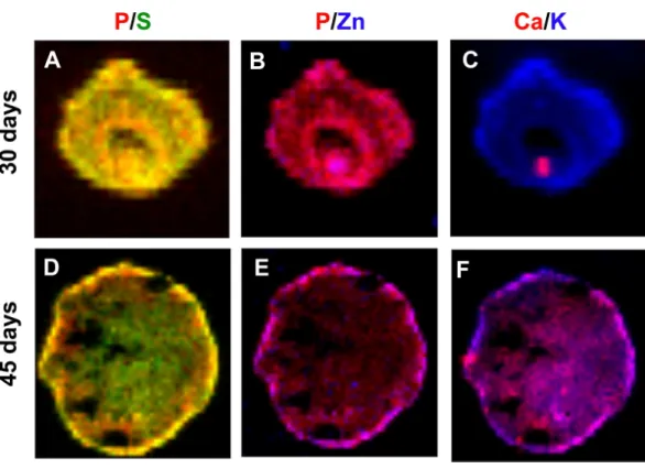 Figure 6 Concentration gradient heat maps overlay for elemental colocalization in cerebral organoids at 30 and 45-days of development