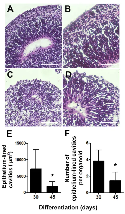 Figure 2 Cerebral organoids present epithelium-lined cavities morphologically similar to ventricles.