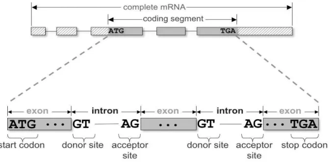 Figure 1.   Ab initio based gene prediction using Open Reading Frames (ORF)  Figure 2