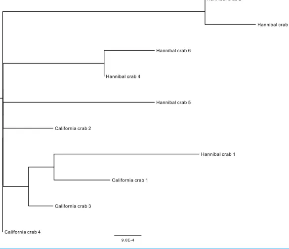 Figure 6 Midpoint-rooted neighbor-joining topology based on mt COI Kimura 2-parameter distances