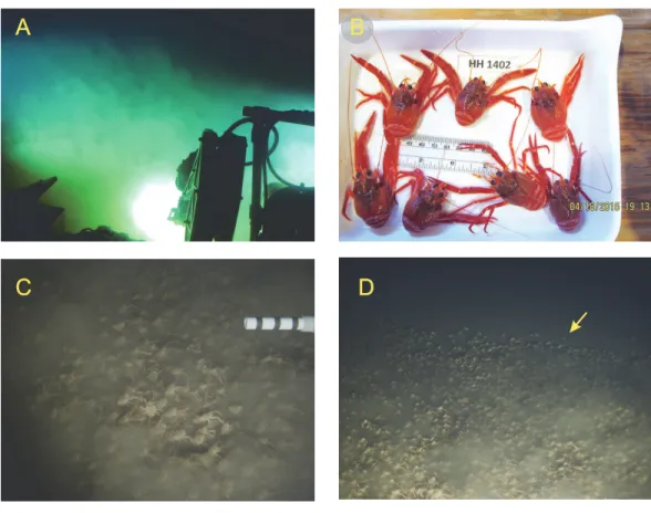 Figure 3 Photographs and video still frames of Pleuroncodes planipes and its environment