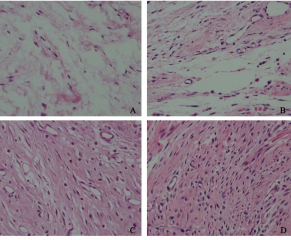 Figure 6 The effect of HCPT on fibroblast in epidural scar tissue in rats. The representative photomi- photomi-crographs of fibroblasts in epidural fibrotic tissues in each group