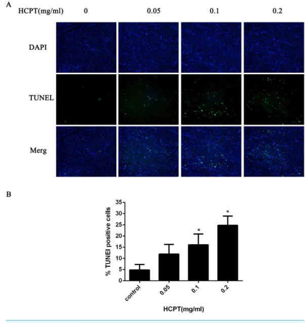 Figure 8 The effect of HCPT on fibroblast apoptosis in rats. (A) Representative photomicrographs of fibroblast apoptosis in rats