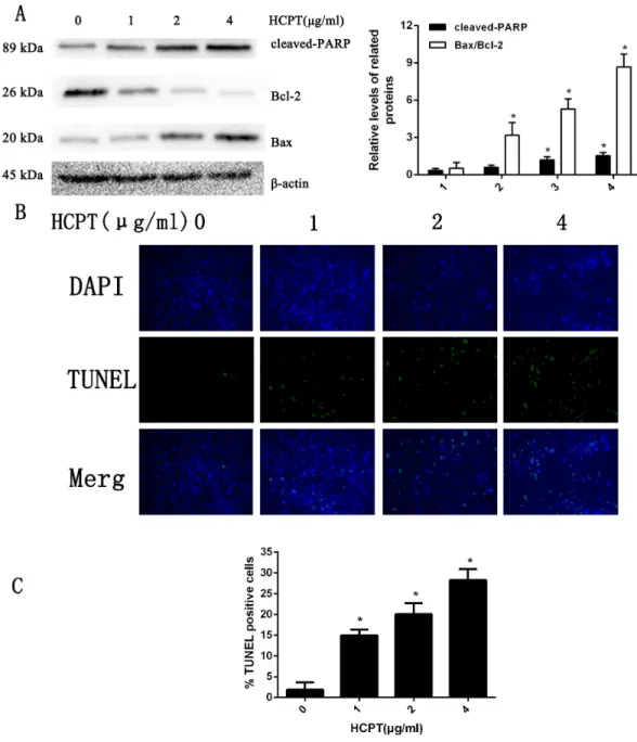 Figure 1 HCPT induced fibroblasts apoptosis. (A) Western blot analysis revealed that HPCT could in- in-duce the expression of cleaved PARP and Bax, and decreased the expression of Bcl-2, in a dose-dependent manner