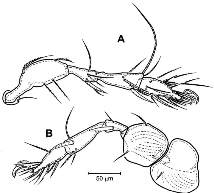 Fig. 5. Kunstella foveolata  Krivolutsky,  1974. A: Leg I (right, antiaxial view); B: Leg IV (right,  antiaxial view)