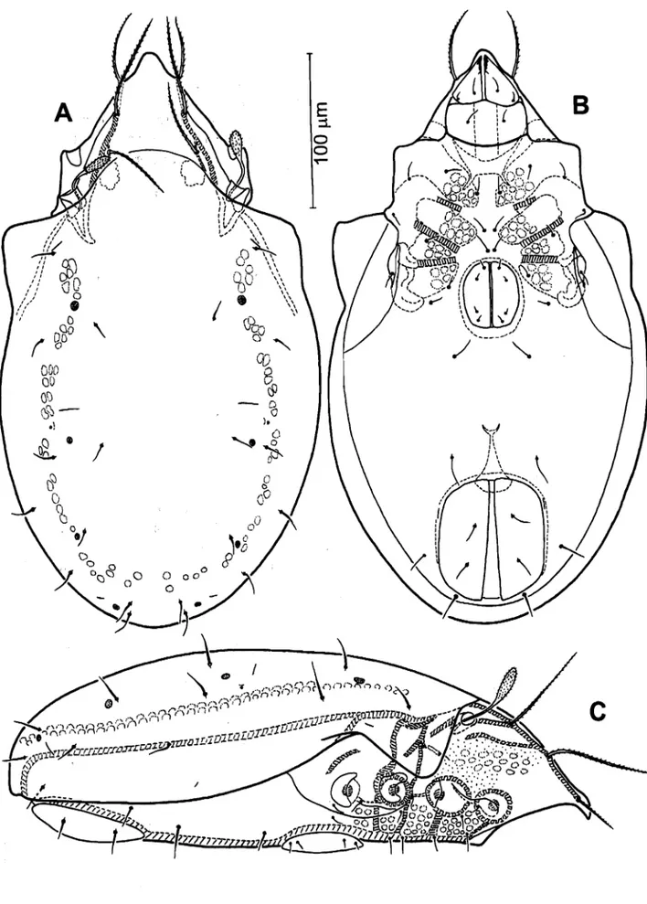 Fig.  6.  Liebstadiapannonica  (Willmann, 1951).  A:  Dorsal aspect of idiosoma;  B:  Ventral aspect of  idiosoma;  C:  Lateral aspect of idiosoma