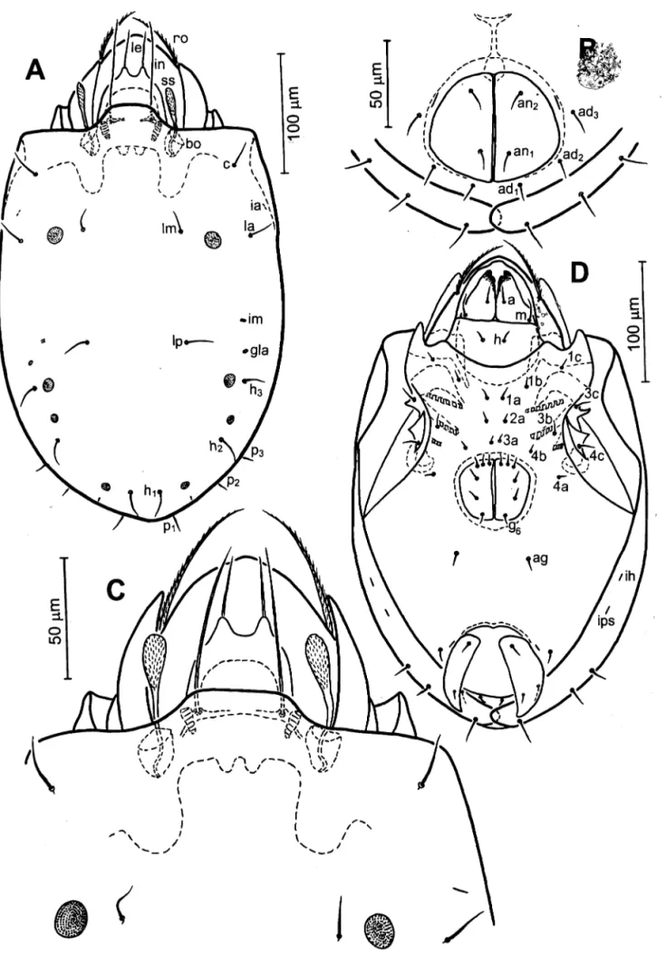 Fig. 1.  Zachvatkinibates mongolicus  sp. nov.  A:  Dorsal aspect of idiosoma;  B:  Anal and adanal  regions, showing posterior notogastral tectum;  C:  Prodorsum and anterior part of notogaster; 