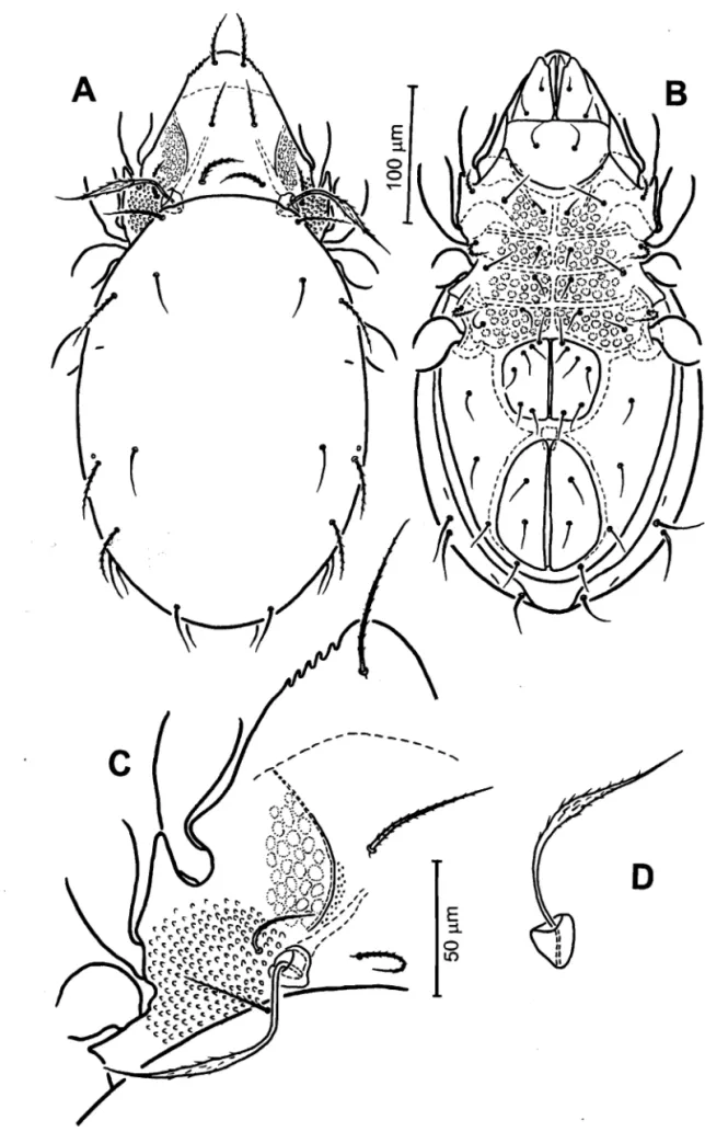Fig. 2. Montizetes serratus sp. nov.  A:  Dorsal aspect of idiosoma;  B:  Ventral aspect of idiosoma; 