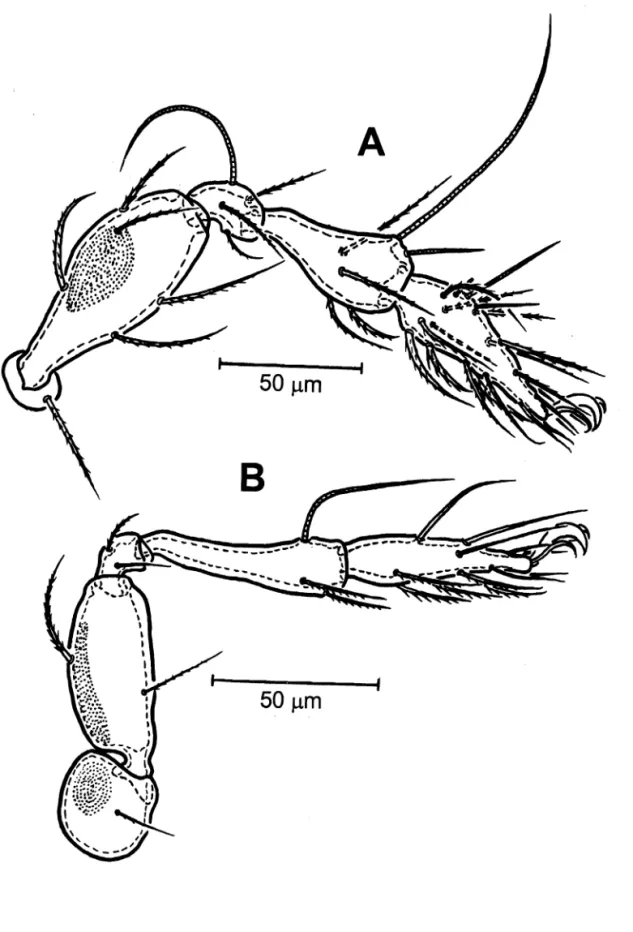 Fig. 3 .   Montizetes serratus sp. nov. A:  Leg I (right, antiaxial view);  B:  Leg IV (left, antiaxial view), 