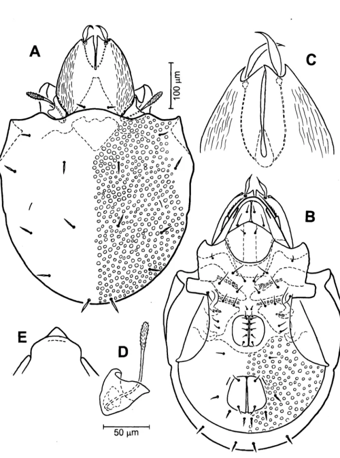 Fig. 4. Kunstella joveolata  Krivolutsky,  1974.  A: Dorsal aspect of idiosoma; B: Ventral aspect of  idiosoma; C: Anterior part of lamellae; D: Sensillus and bothridium;  E:  Rostrum in ventral view