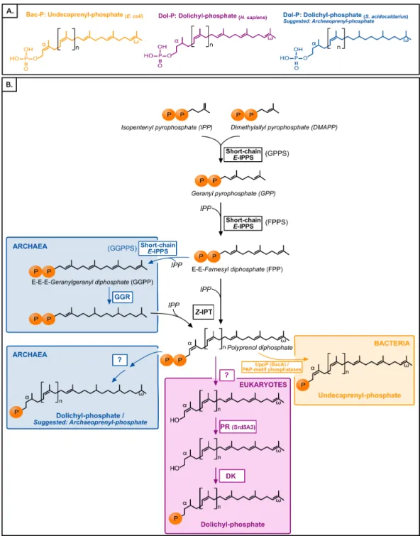 Figure 1 (A) Typical polyisoprenol lipid carriers in the three domains of life. (B) Polyisoprenol- Polyisoprenol-phosphate biosynthesis pathways in the three domains of life